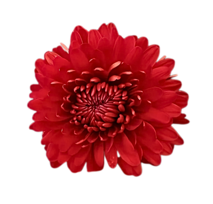 Carolina Red