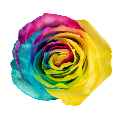 Tinted Rainbow Rose