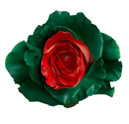 Red/Green Rose