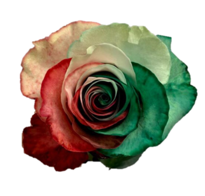 Red/Green Fusion Rose