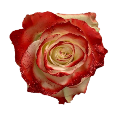 Red Sparkle Rose