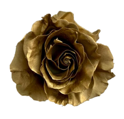 Gold Rose