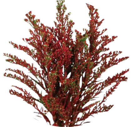 Tinted Solidago Red & Green