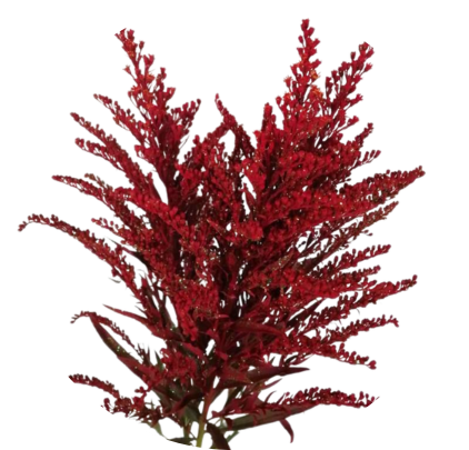 Tinted Solidago Red