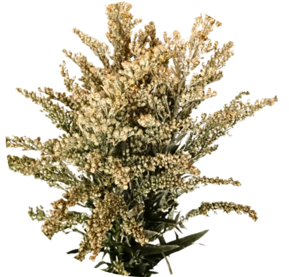 Tinted Solidago Gold