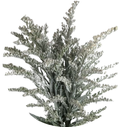 Tinted Solidago Silver